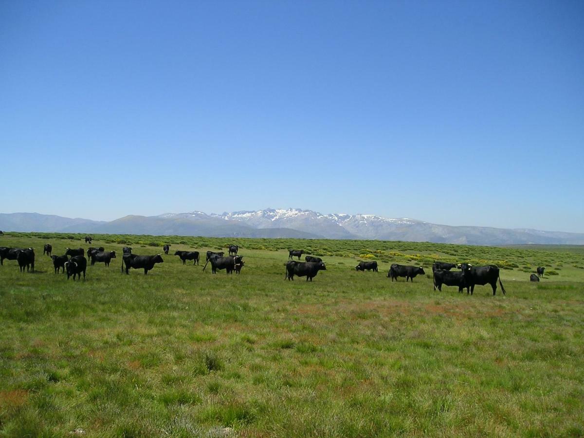 Pensjonat El Rondillo De Gredos Hoyos del Collado Zewnętrze zdjęcie